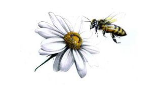 A lezione di vita dalle api