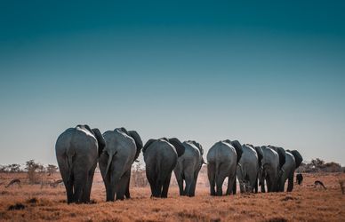Giornata Mondiale dell’elefante, ecco perché celebrarla