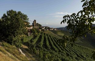 Langhe: un tour alla scoperta di vini, tartufi e altri tesori nascosti