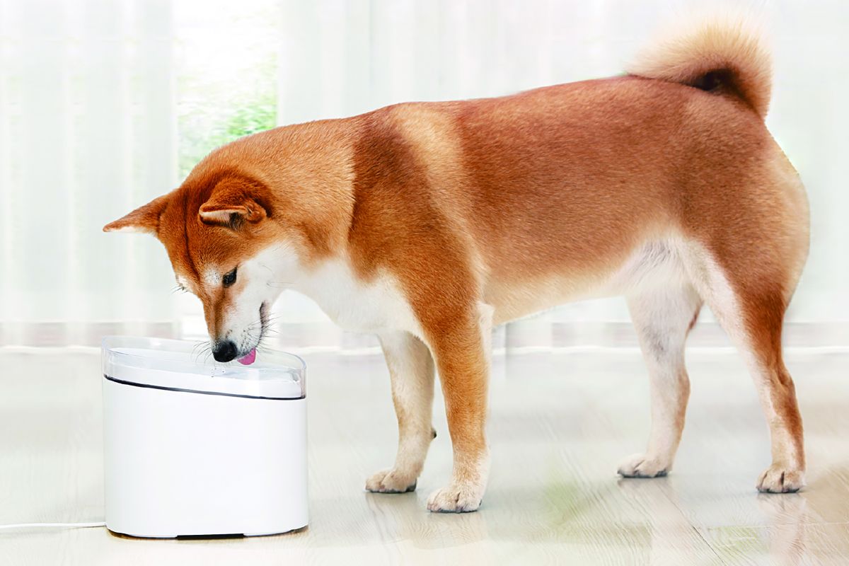 I migliori gadget per cani dal regalare nel National Pet Day - immagine 9