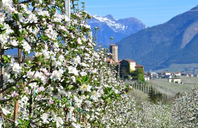 Primavera dolce fiorire, in Trentino tra malghe e vigneti