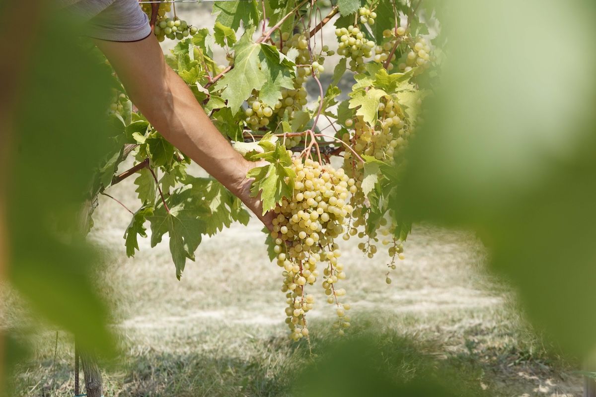 langhe