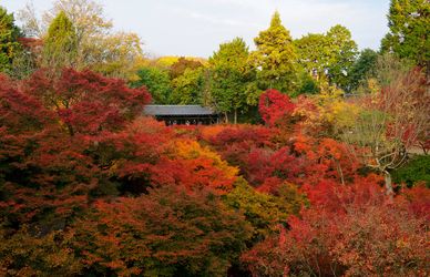 I colori dell’autunno: dove ammirare il foliage