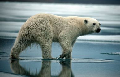 Sebastian Copeland: «L’orso polare è già una specie a rischio. La prossima siamo noi»