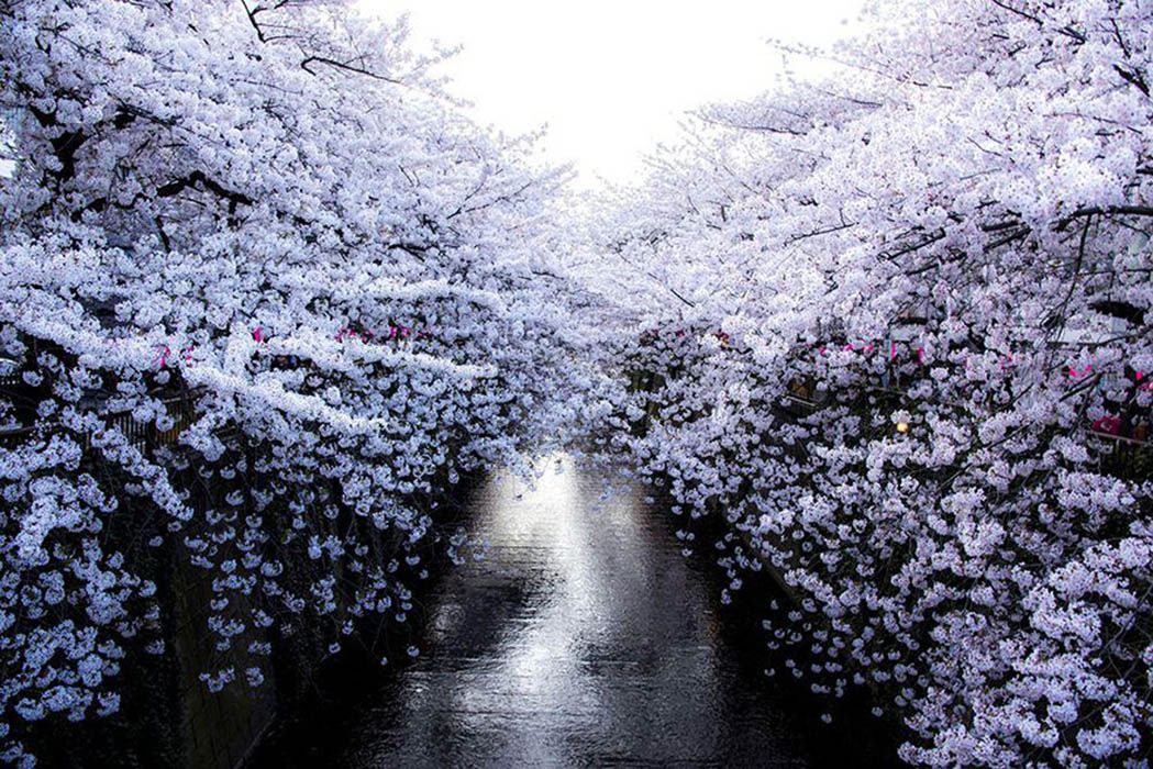 La magia dei ciliegi giapponesi in fiore- immagine 1