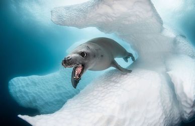 Ocean Art Underwater Photo Contest 2019