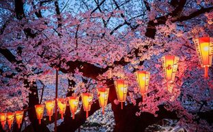 Primavera in Giappone: la magia dei fiori di ciliegio