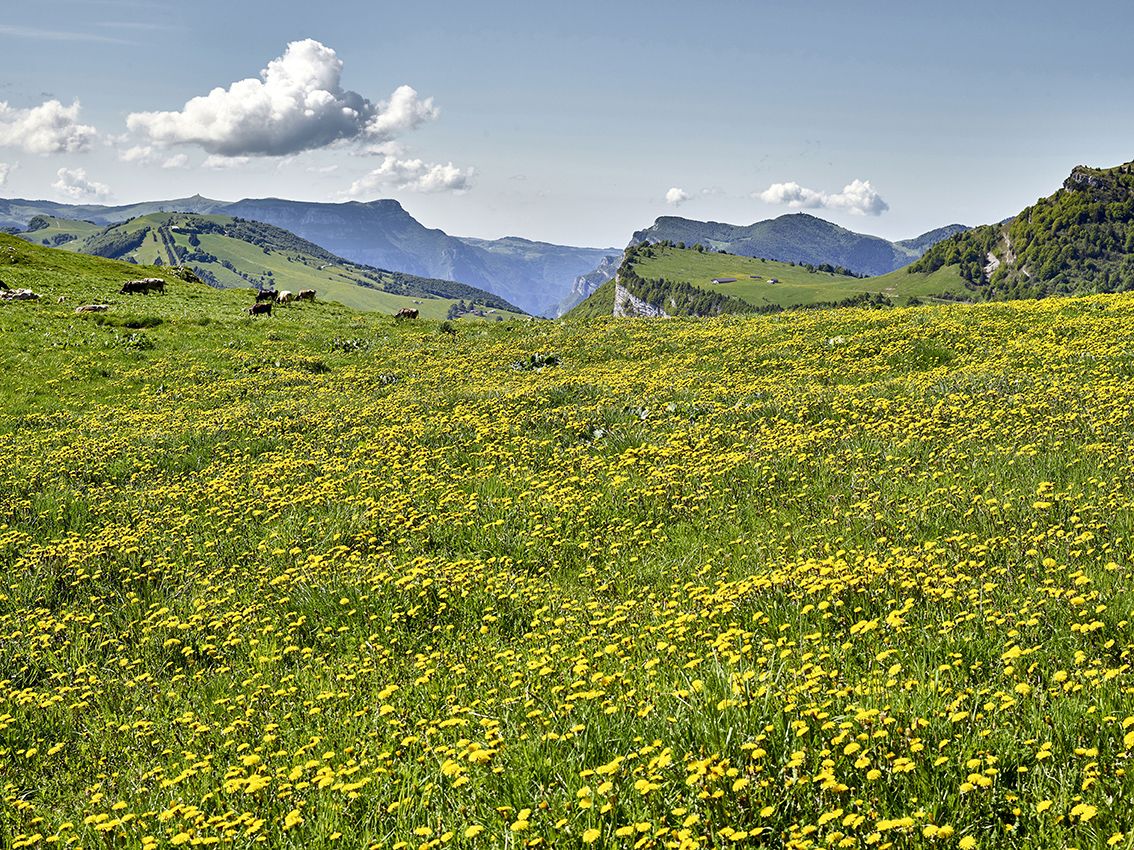 Fioriture in Trentino - immagine 4