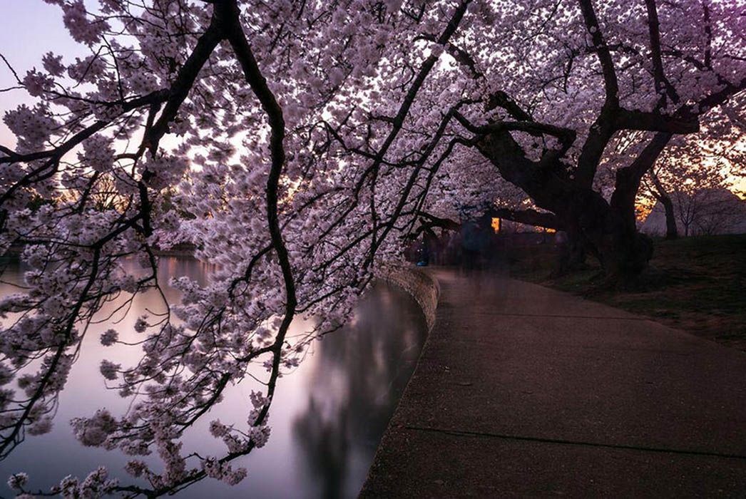 La magia dei ciliegi giapponesi in fiore - immagine 4
