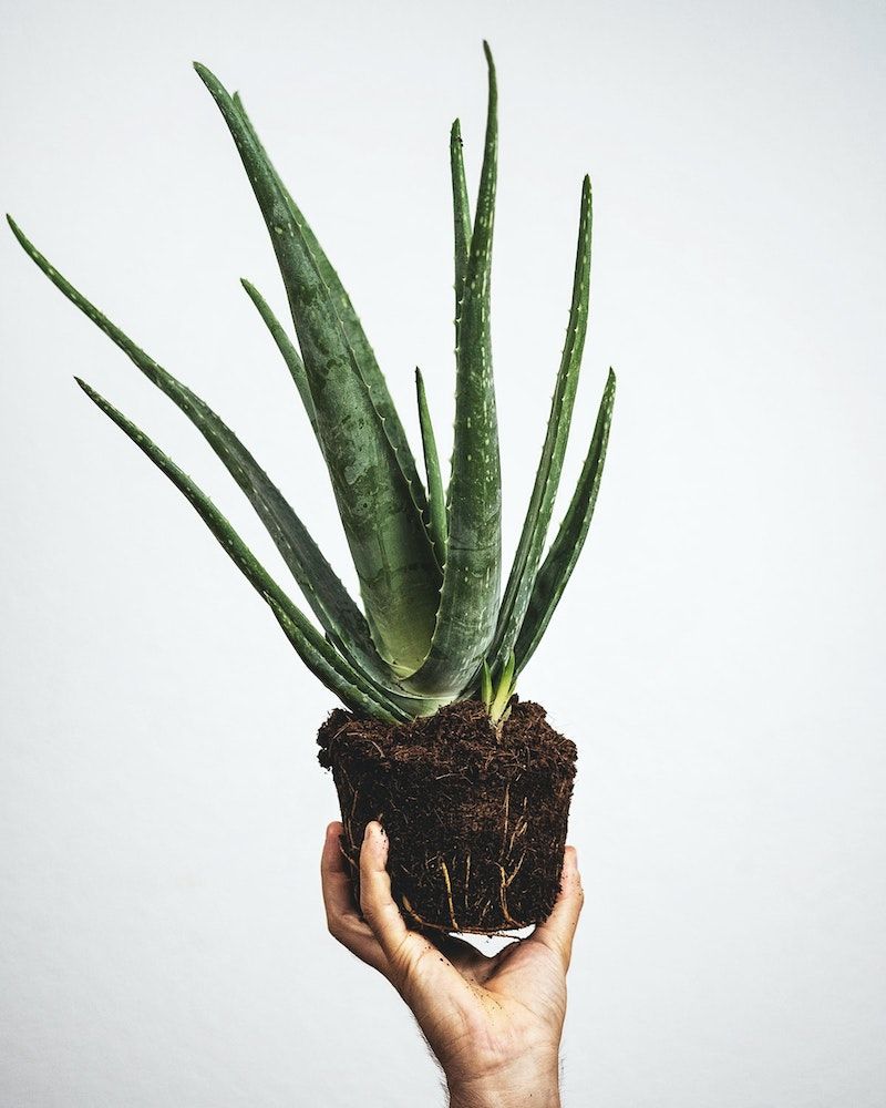 Aloe vera: scopri i benefici per capelli secchi e indeboliti- immagine 3