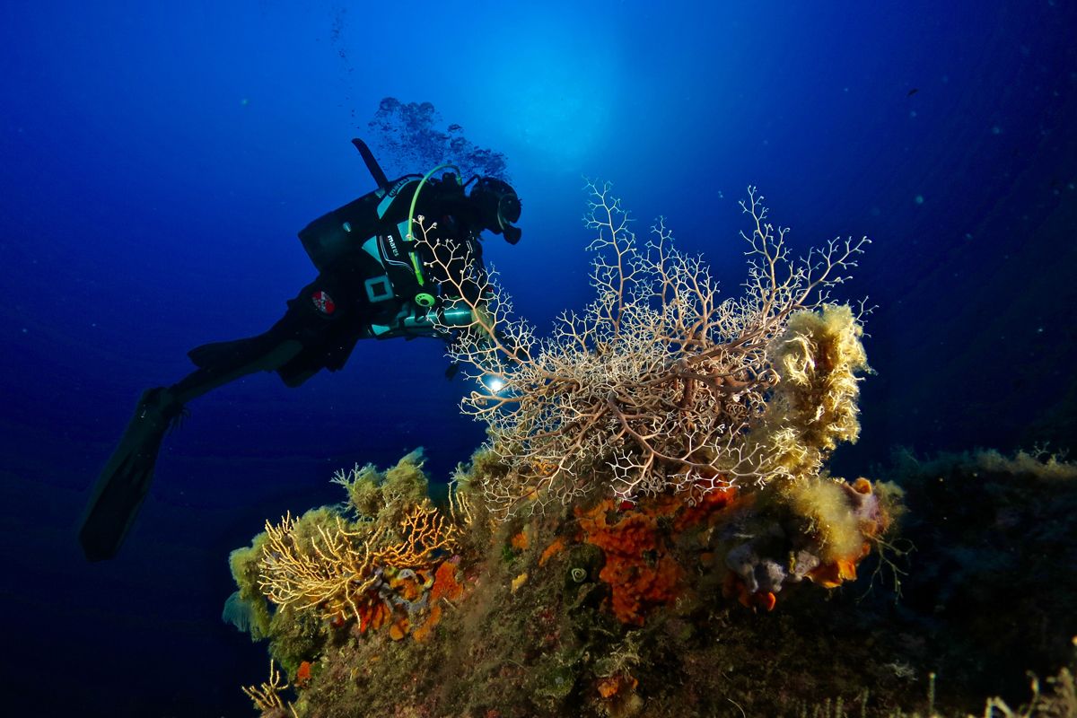 0-diving-isola-elba