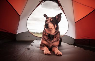In campeggio con il cane: i consigli dell’esperto