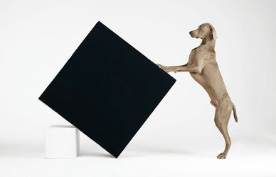 William Wegman: i suoi cani protagonisti di una mostra fotografica