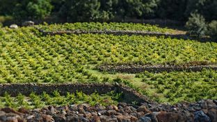 I migliori vini eroici d’Italia