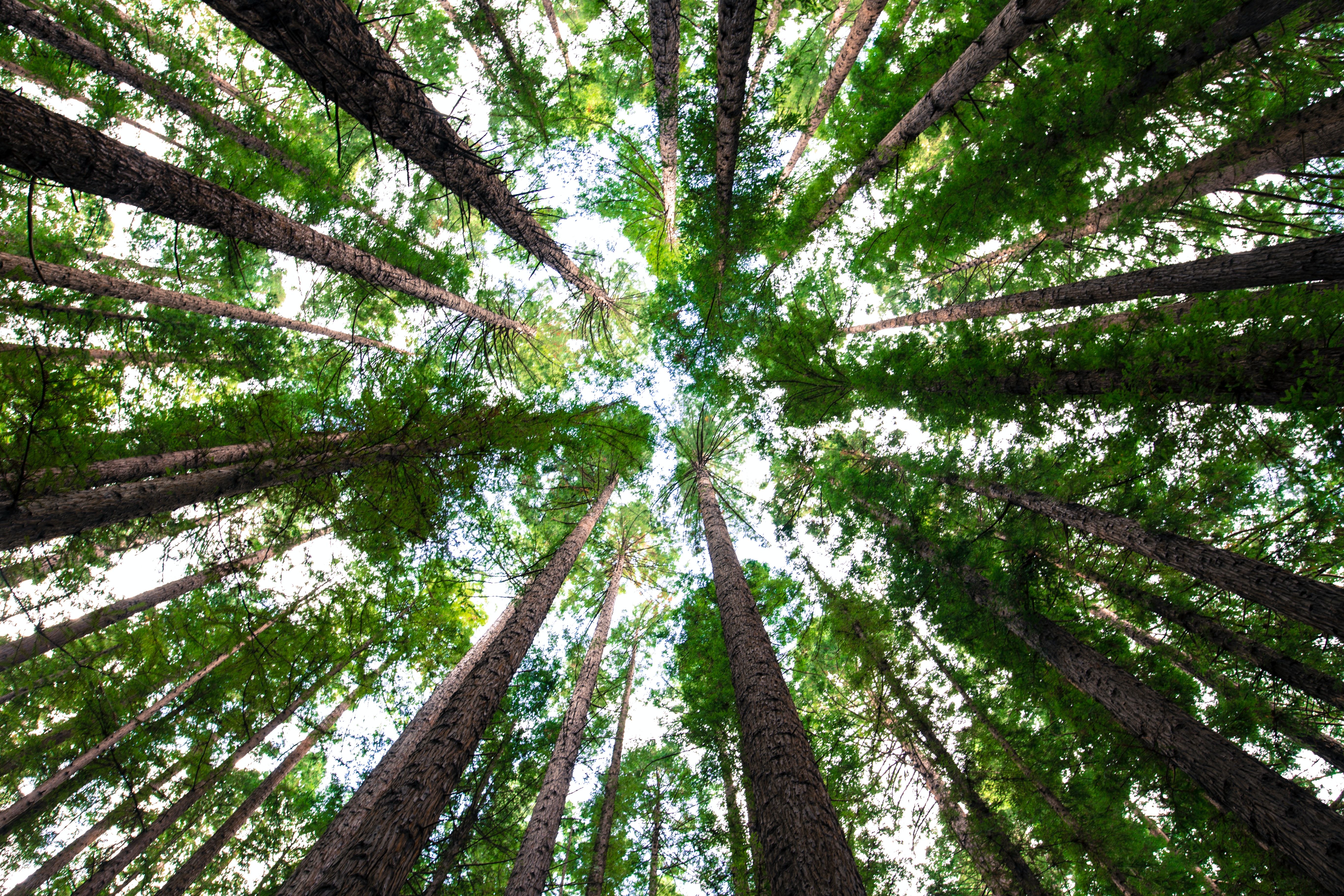Giornata degli alberi 2021, le frasi più belle - immagine 4