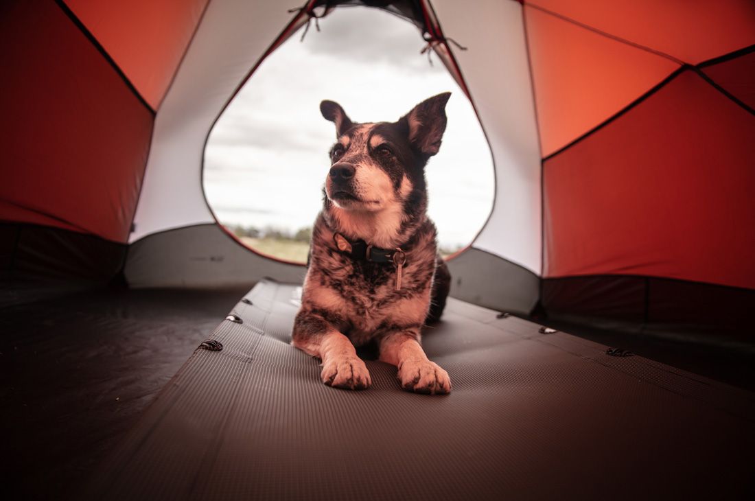 In campeggio con il cane: i consigli dell&#8217;esperto- immagine 2