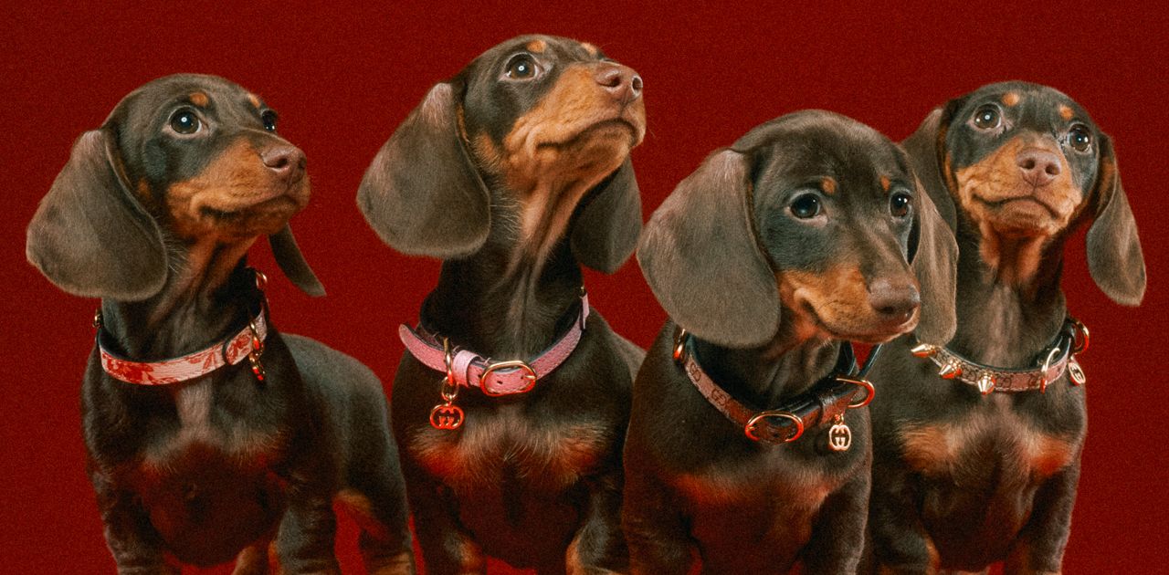 I migliori gadget per cani dal regalare nel National Pet Day- immagine 1