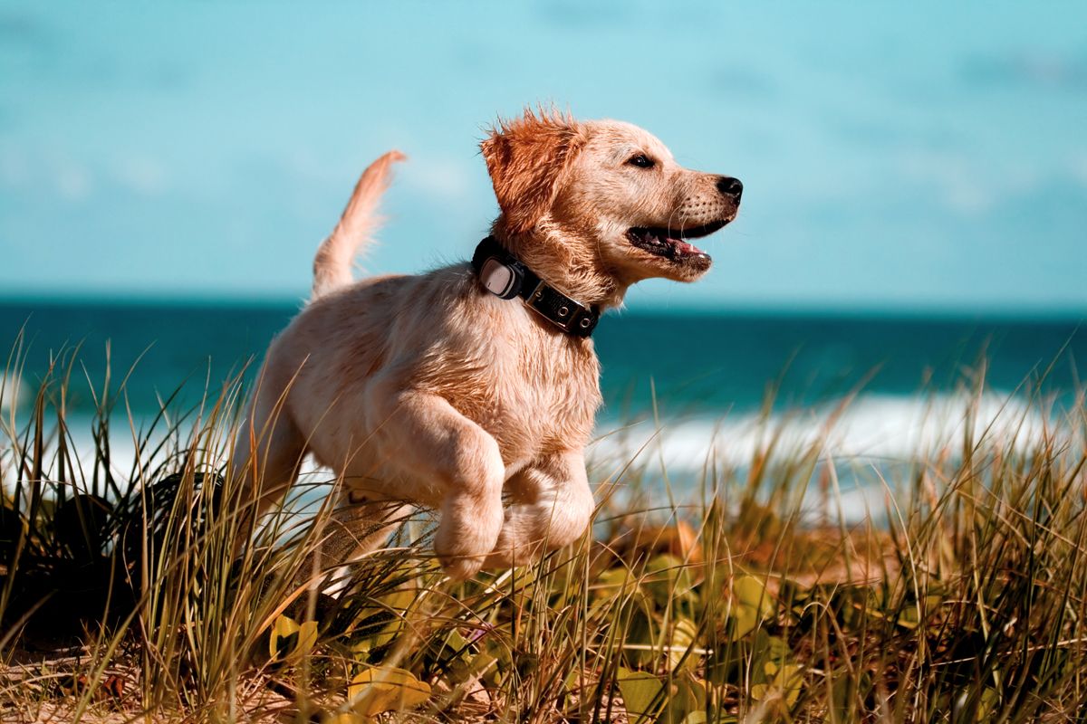 I migliori gadget per cani dal regalare nel National Pet Day - immagine 11