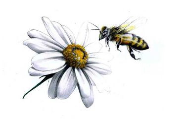 A lezione di vita dalle api