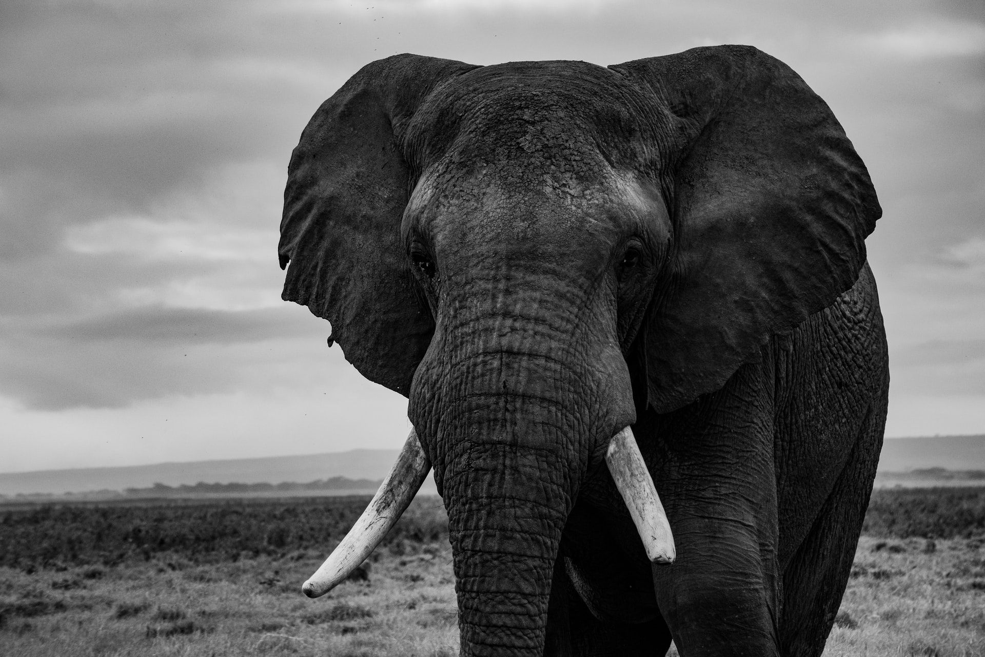 Giornata Mondiale dell&#8217;elefante, ecco perché celebrarla - immagine 7