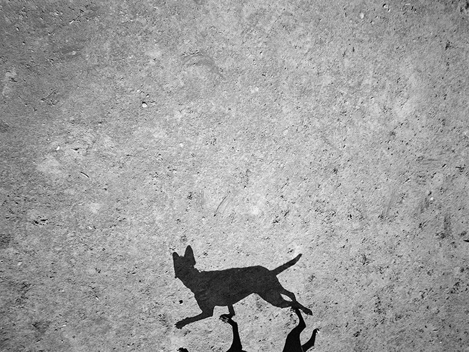 Le ombre dei cani in un&#8217;originale raccolta di immagini - immagine 11