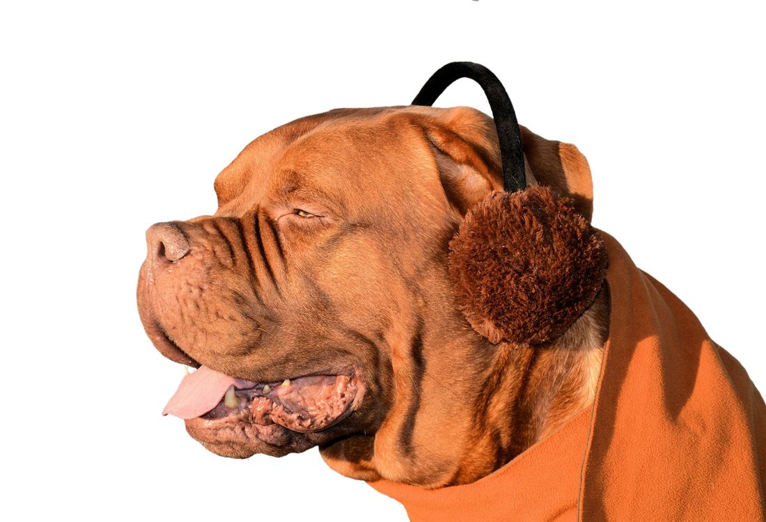 Pet music: le migliori playlist per cani e gatti - immagine 9