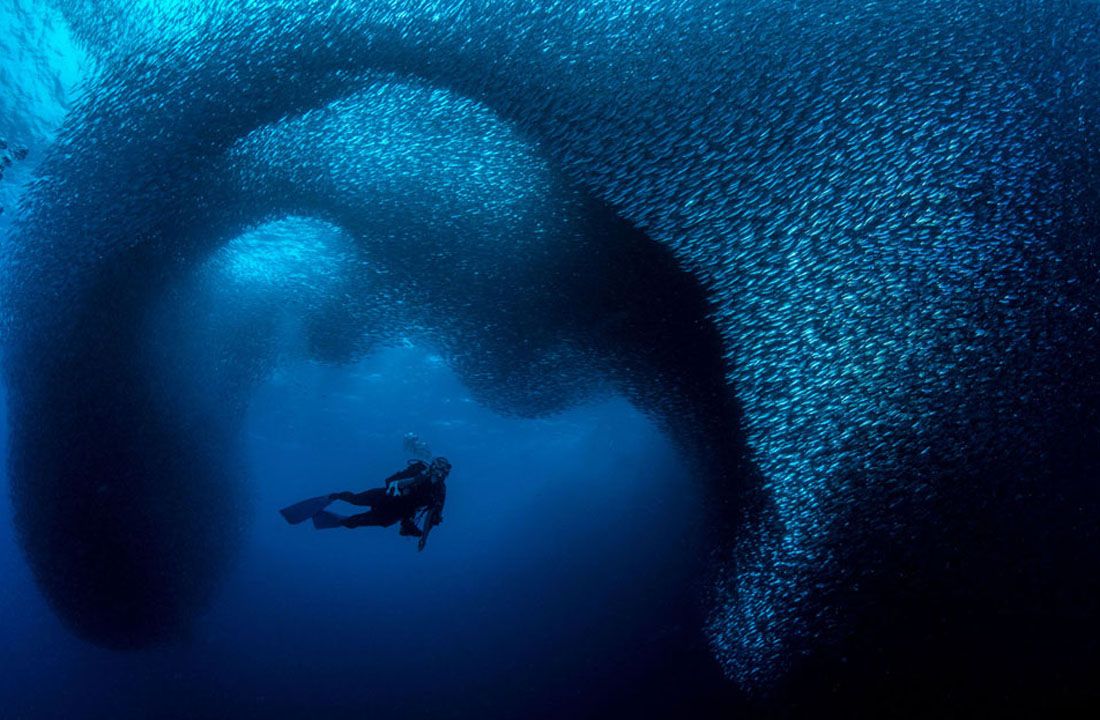 Ocean-Art-Underwater-Photo-Contest-2019