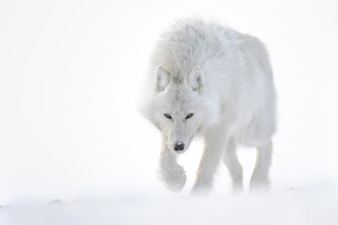 Le più belle immagini di Artico - immagine 5