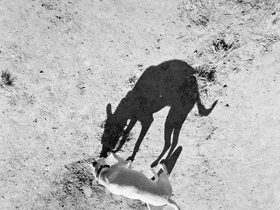 Le ombre dei cani in un&#8217;originale raccolta di immagini - immagine 12