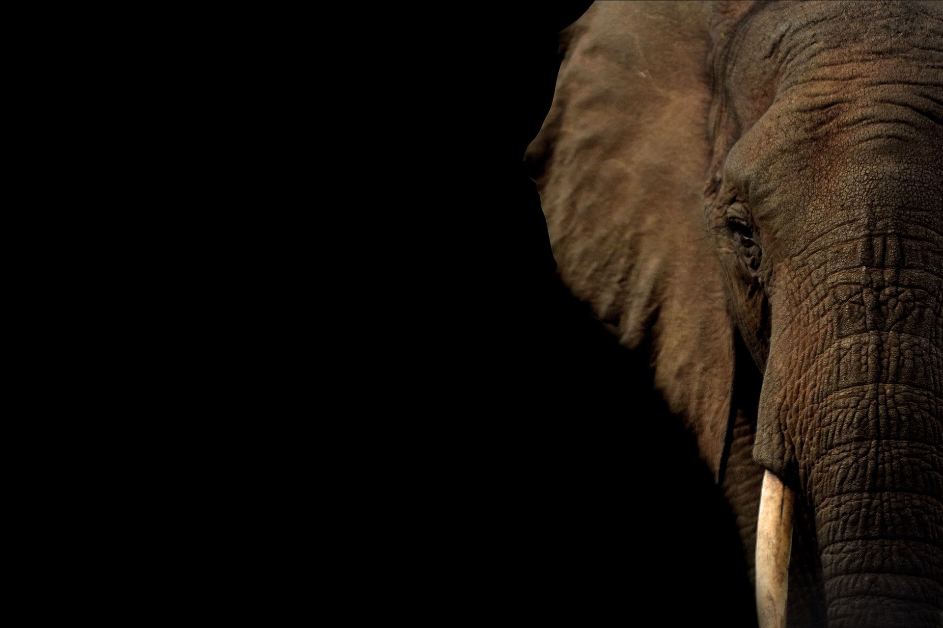 Giornata Mondiale dell&#8217;elefante, ecco perché celebrarla - immagine 3
